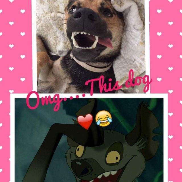 Puppy Or Lion King Hyena??