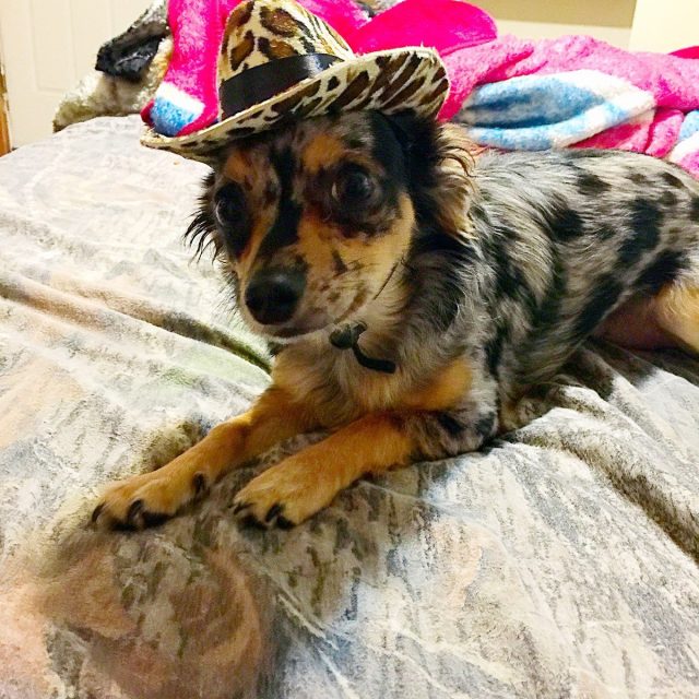 Pimp Pooter