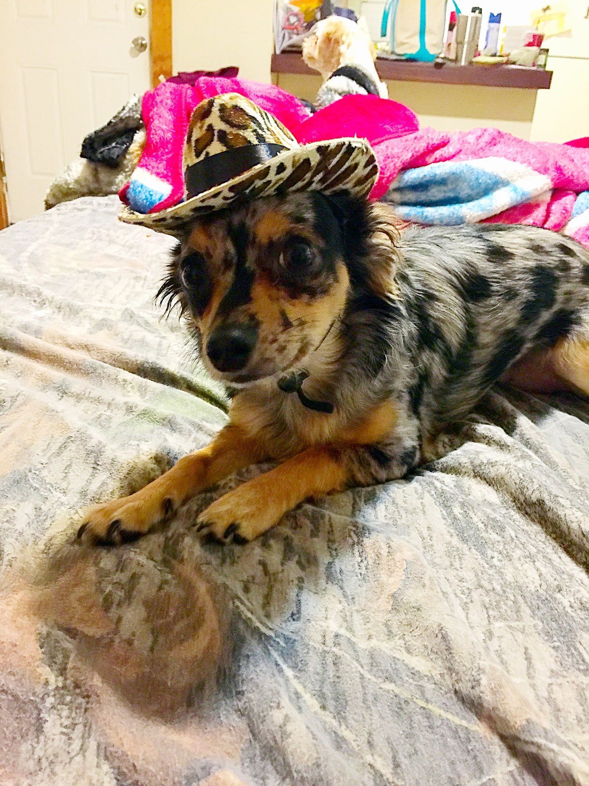 Pimp Pooter