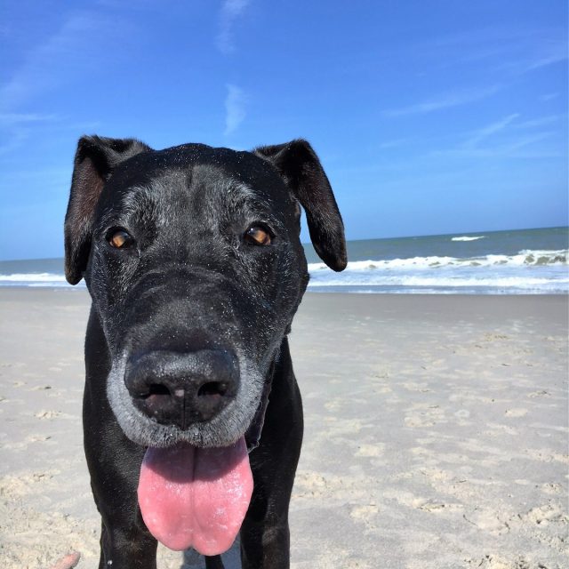 Valentine 7years Today (12-25-15) Vero Beach Fl