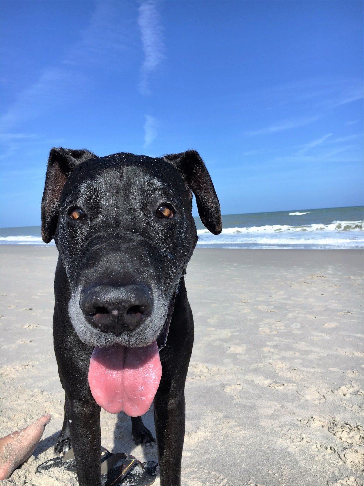 Valentine 7years Today (12-25-15) Vero Beach Fl