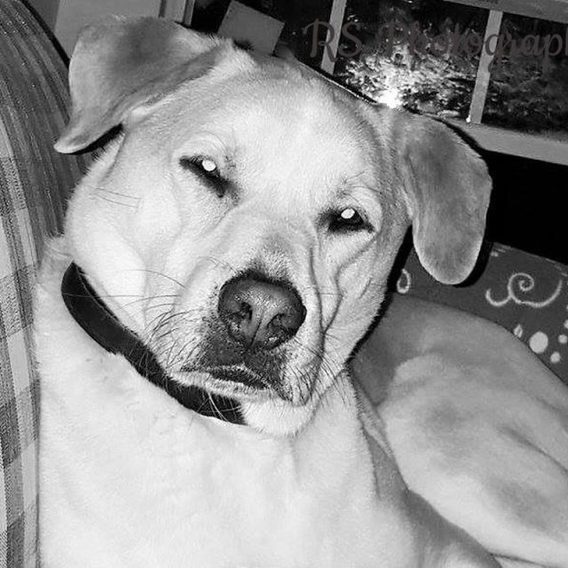 My Harley Boy