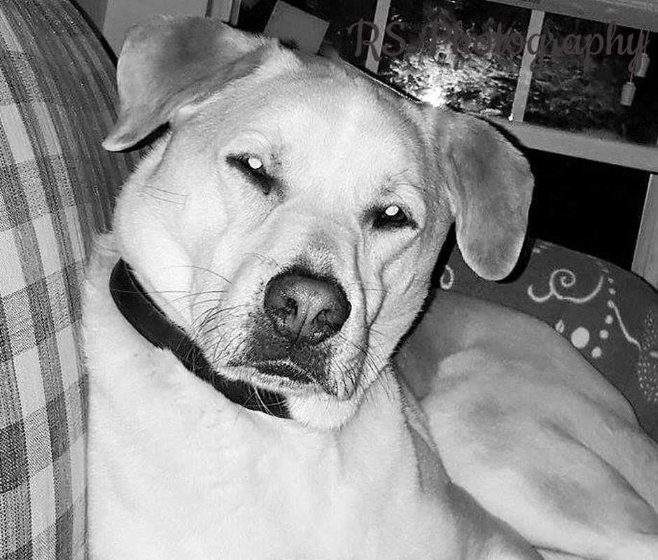 My Harley Boy
