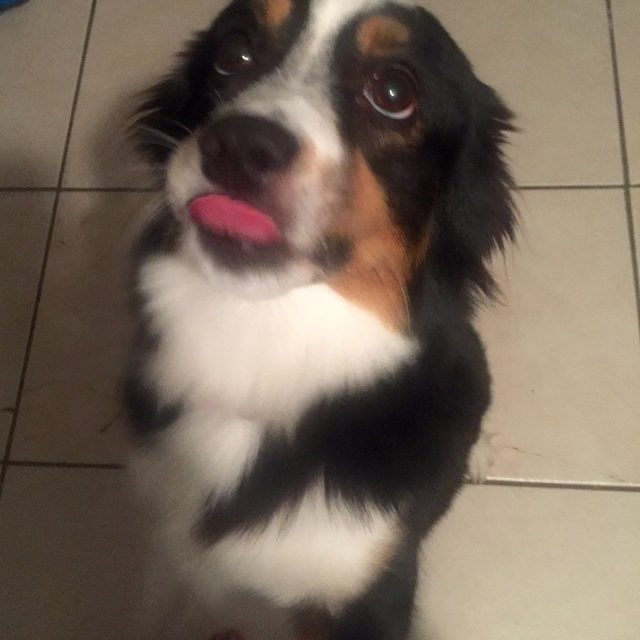 I Woof You