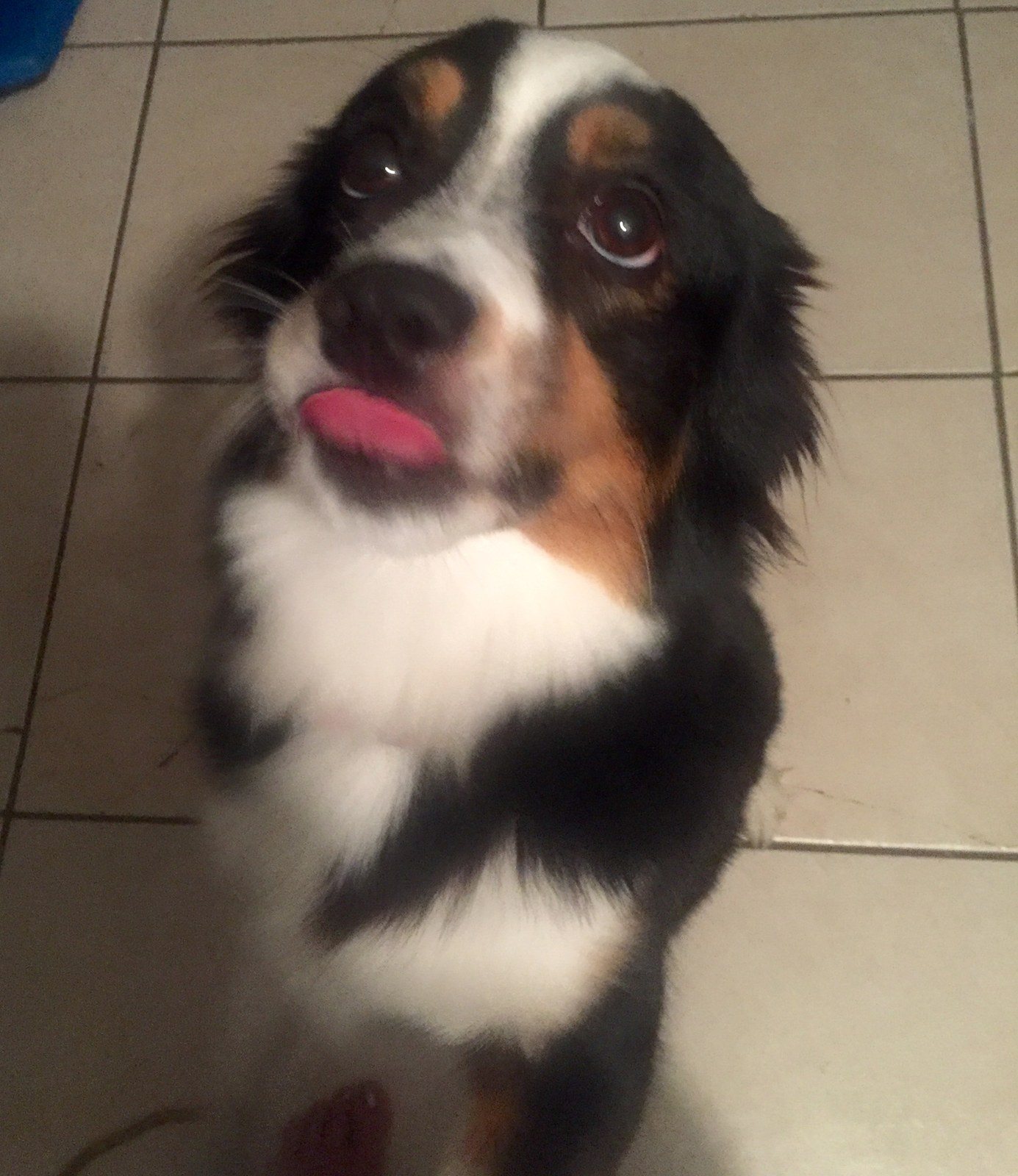 I Woof You