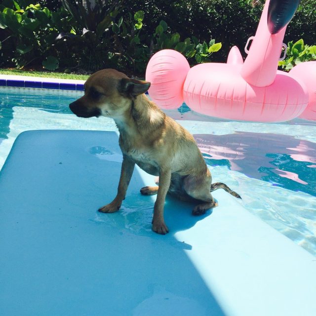 Ziggy With CoCo The Flamingo