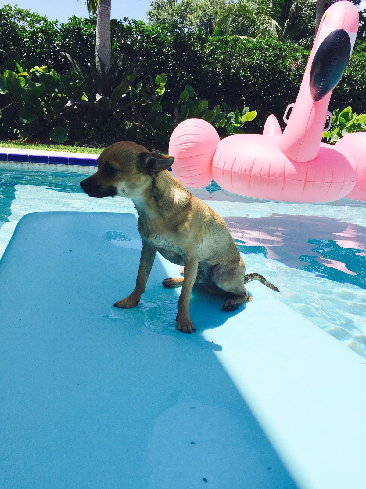 Ziggy With CoCo The Flamingo