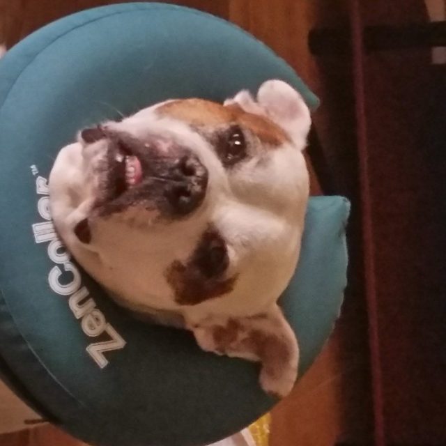 Cone Of Shame