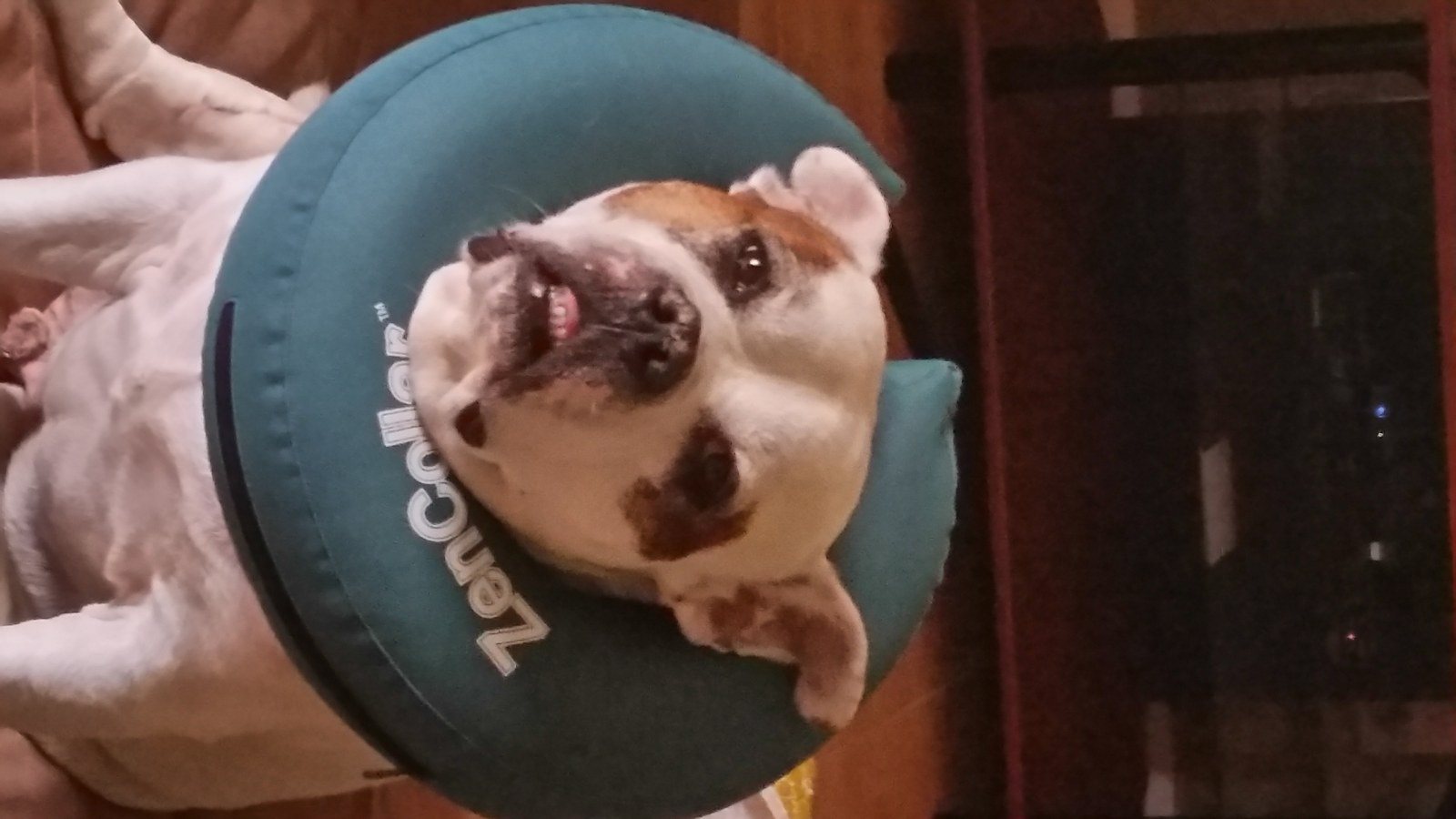 Cone Of Shame