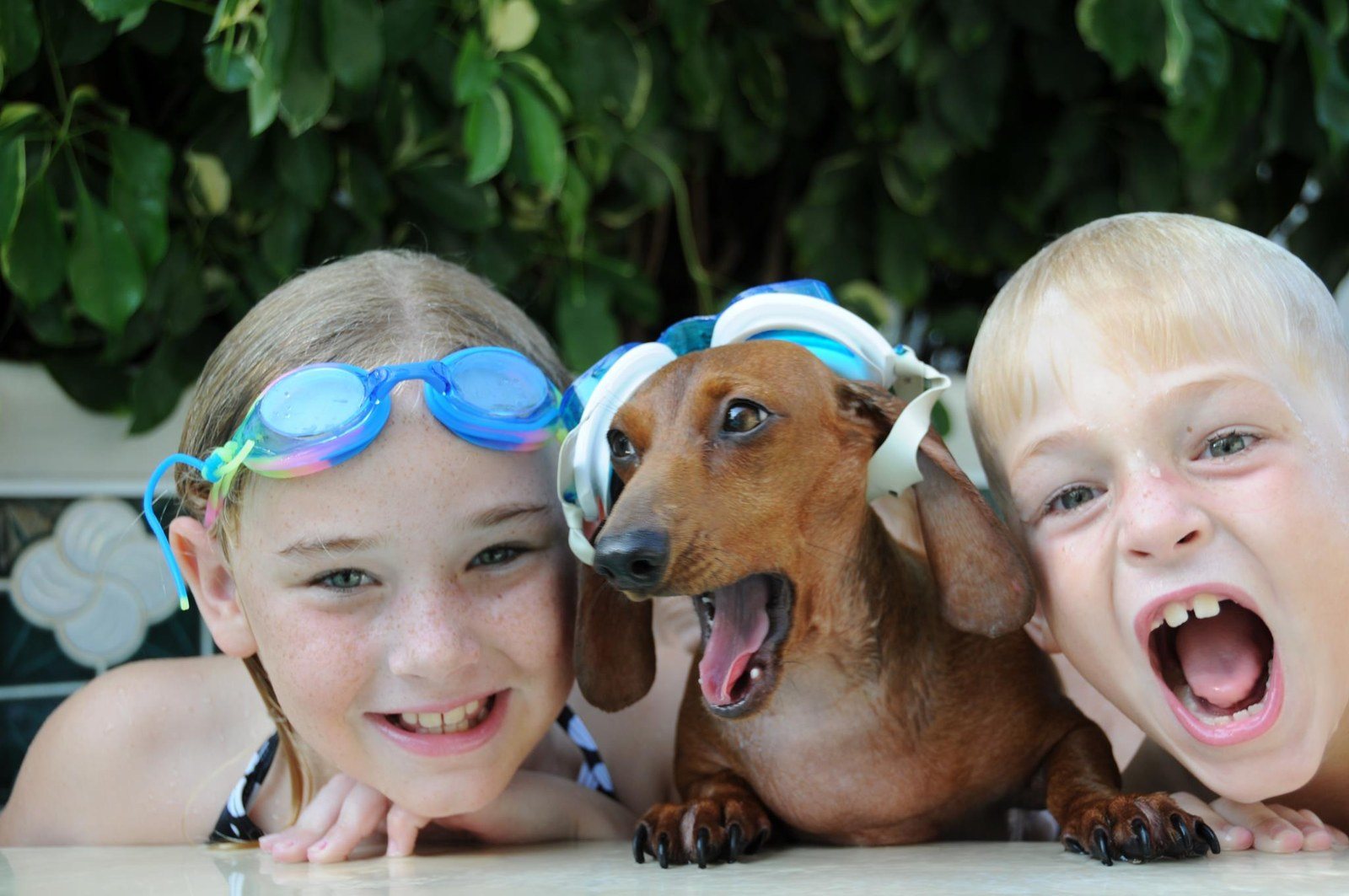 Doxies Rule!