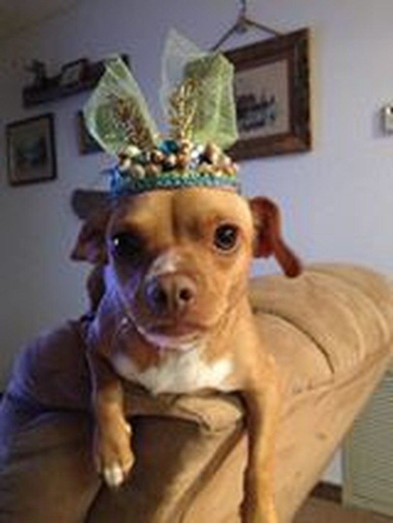 I Am The Queen Of The House