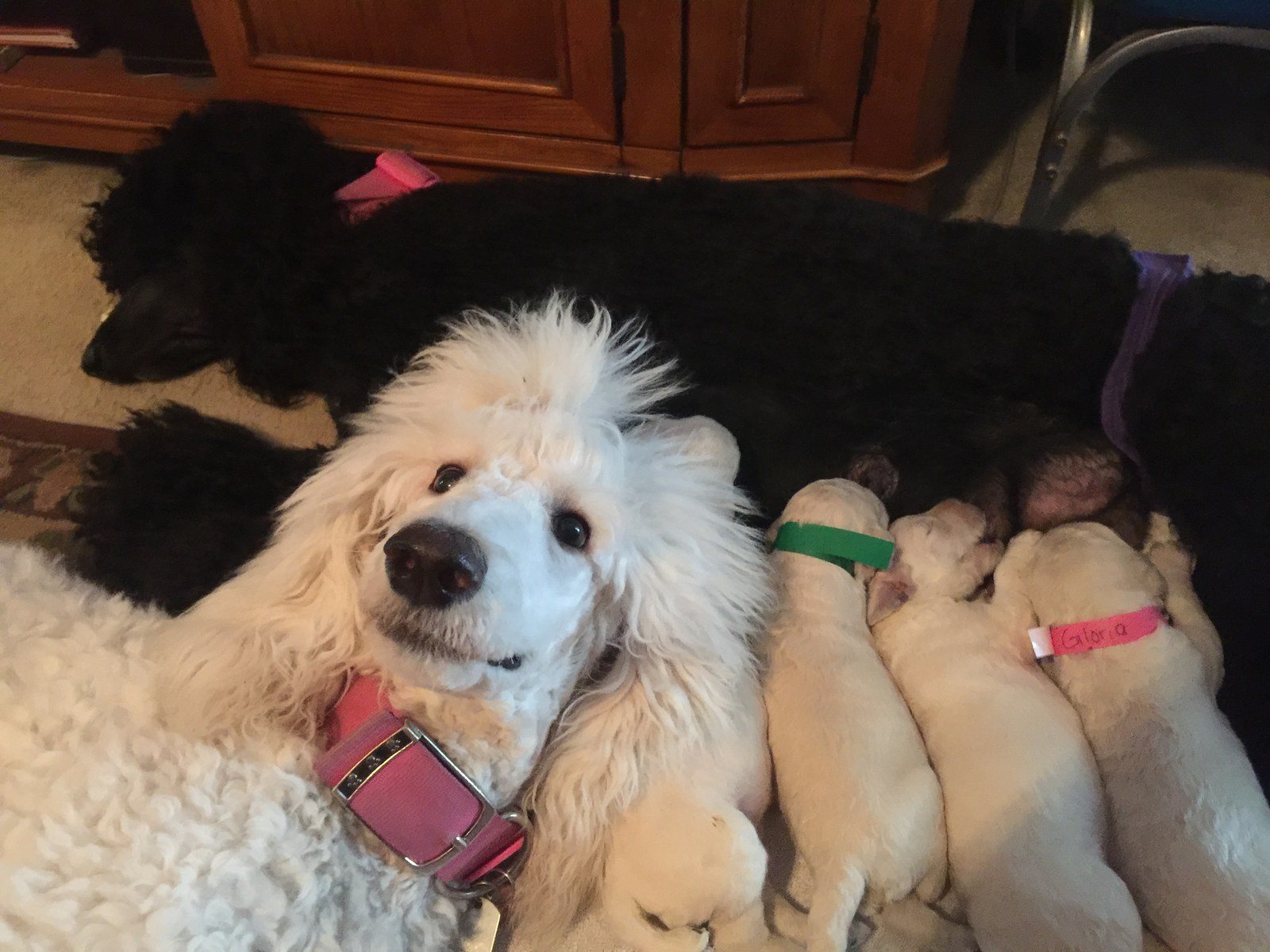Daphne Photo Bombing!