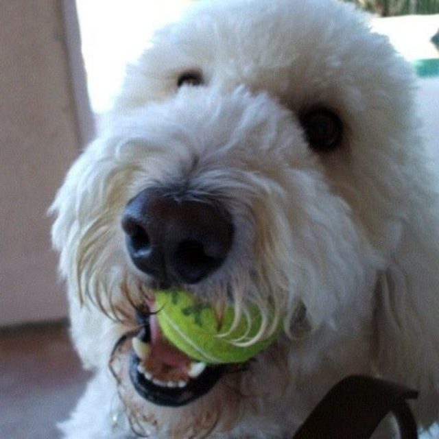My Tennis Ball!