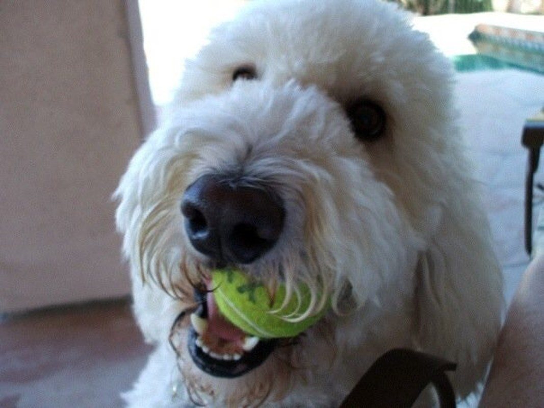 My Tennis Ball!