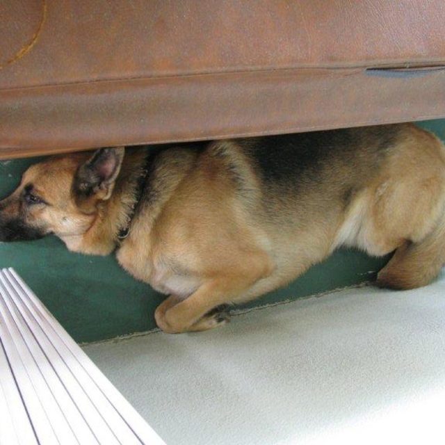 Dog Tried!