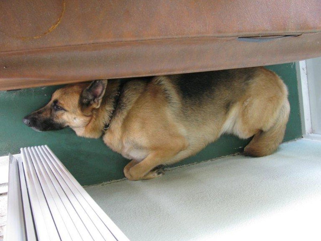 Dog Tried!