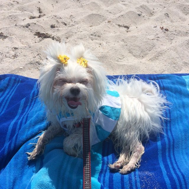 My Lillie Beach Time