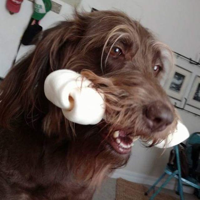 Olive Has A Bone!
