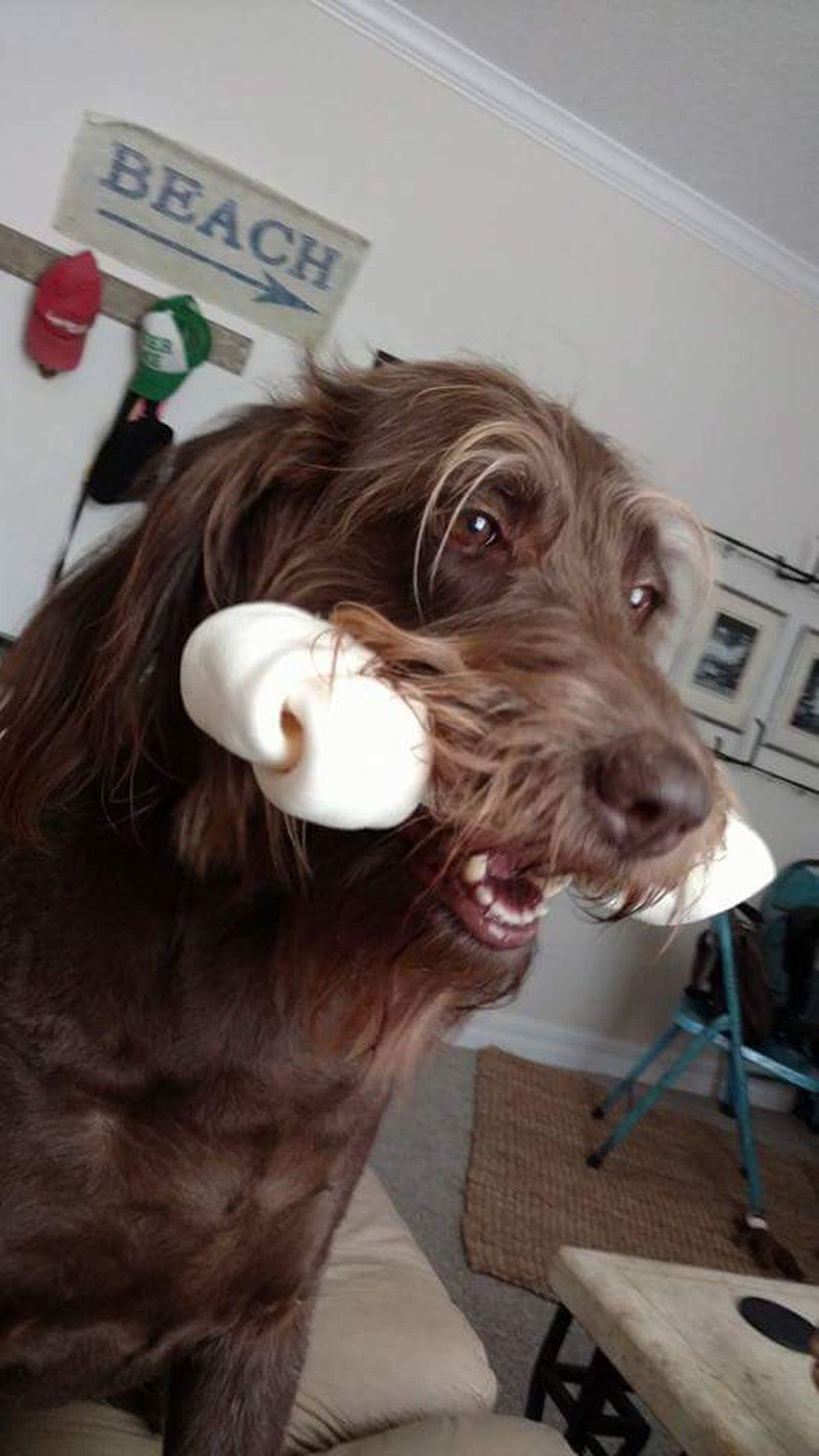 Olive Has A Bone!