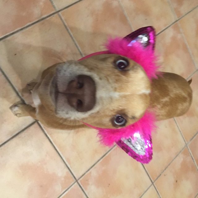Crazy Pup