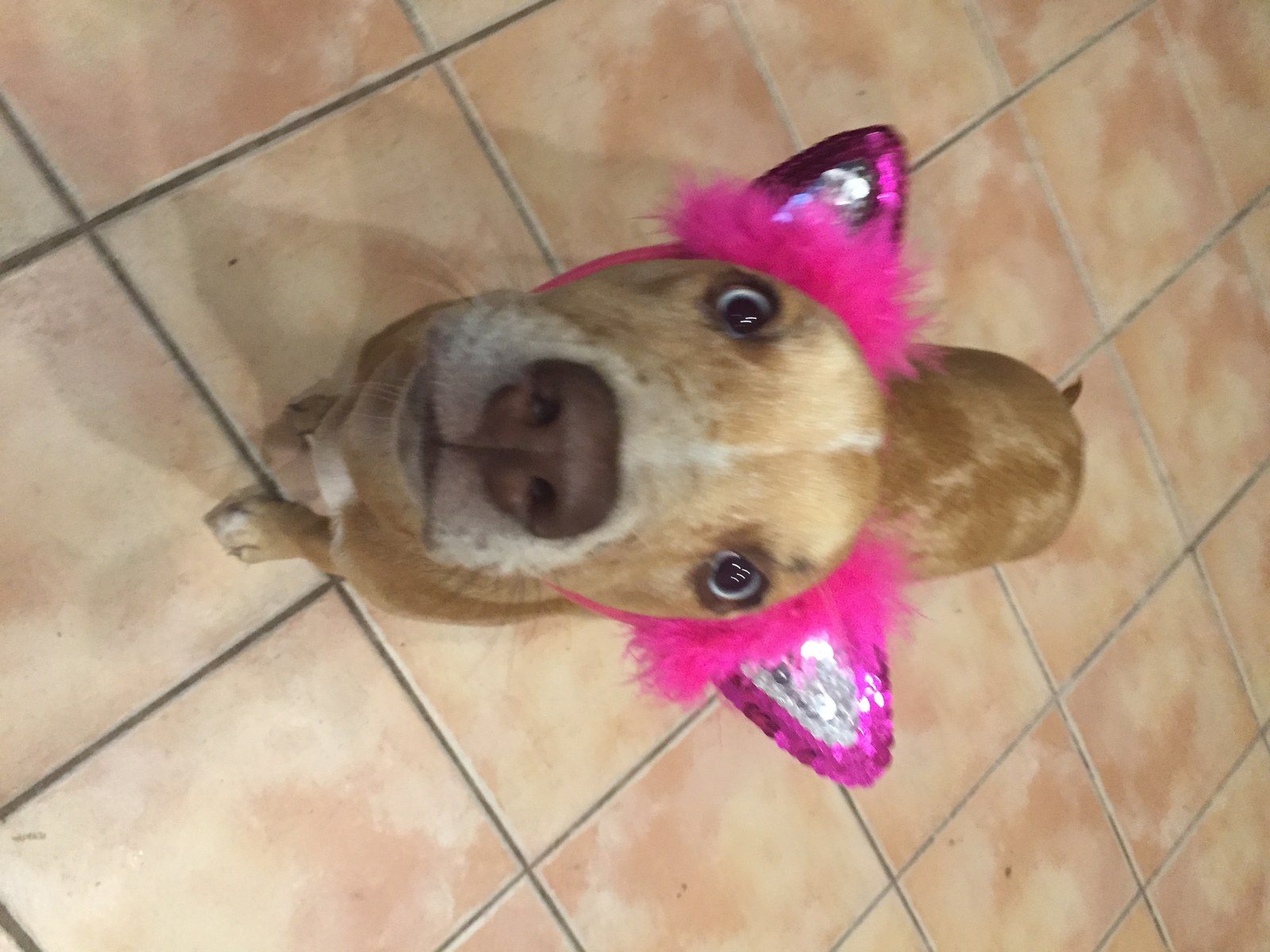 Crazy Pup