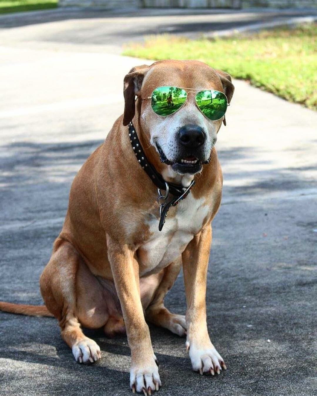 Gators' Hater Blockers!