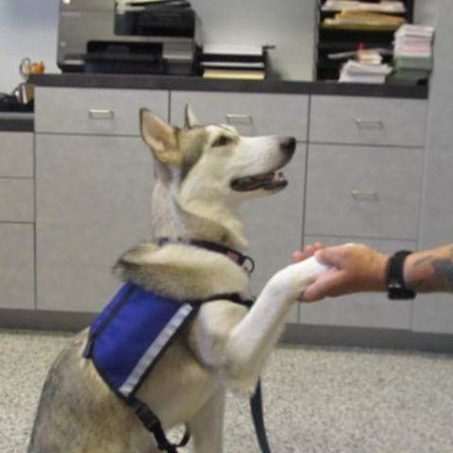 Freyja Hearing And PTSD Service Dog In Training.