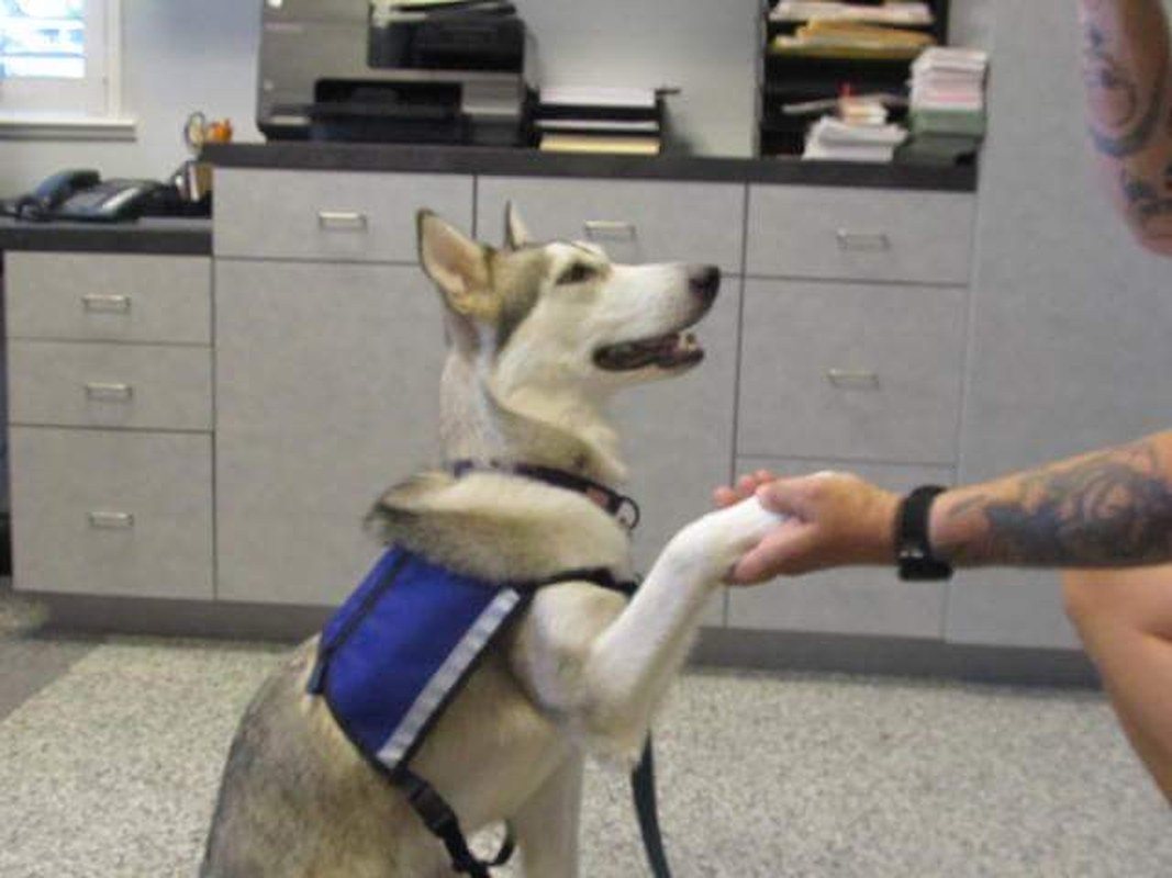 Freyja Hearing And PTSD Service Dog In Training.