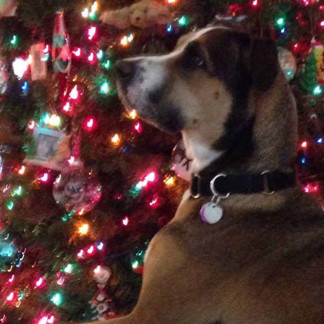 Christmas Pup