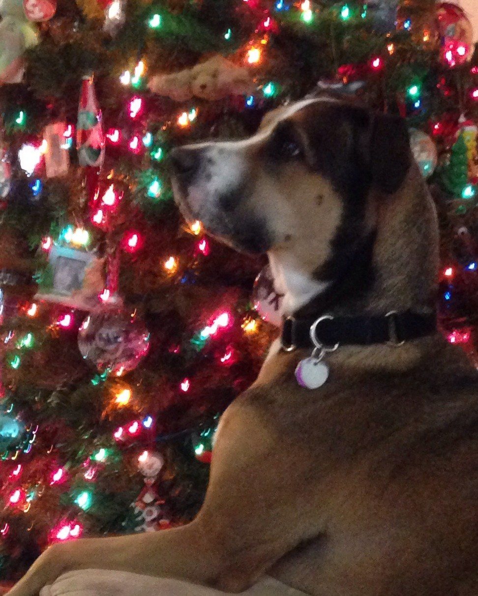 Christmas Pup