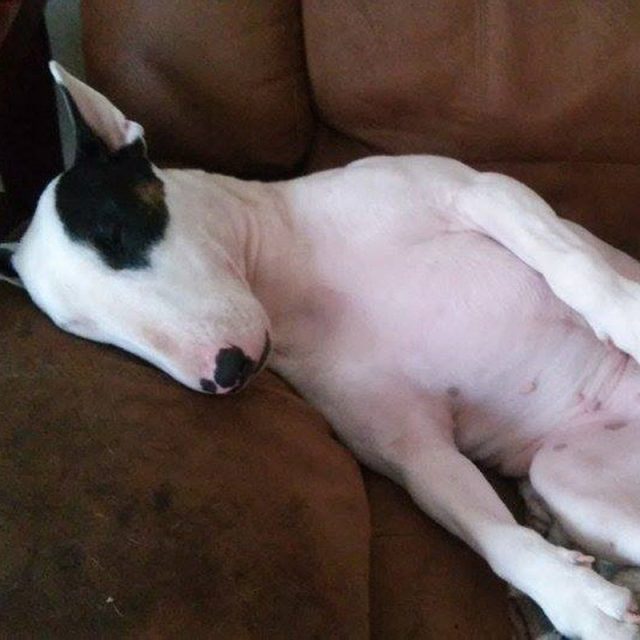 Nothing Like A Nap On The Couch On A Rainy Day!!
