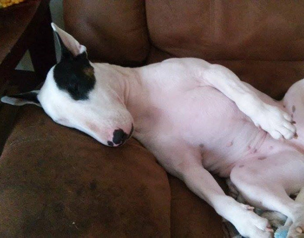 Nothing Like A Nap On The Couch On A Rainy Day!!