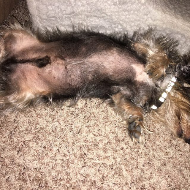 Best Rescue Dog