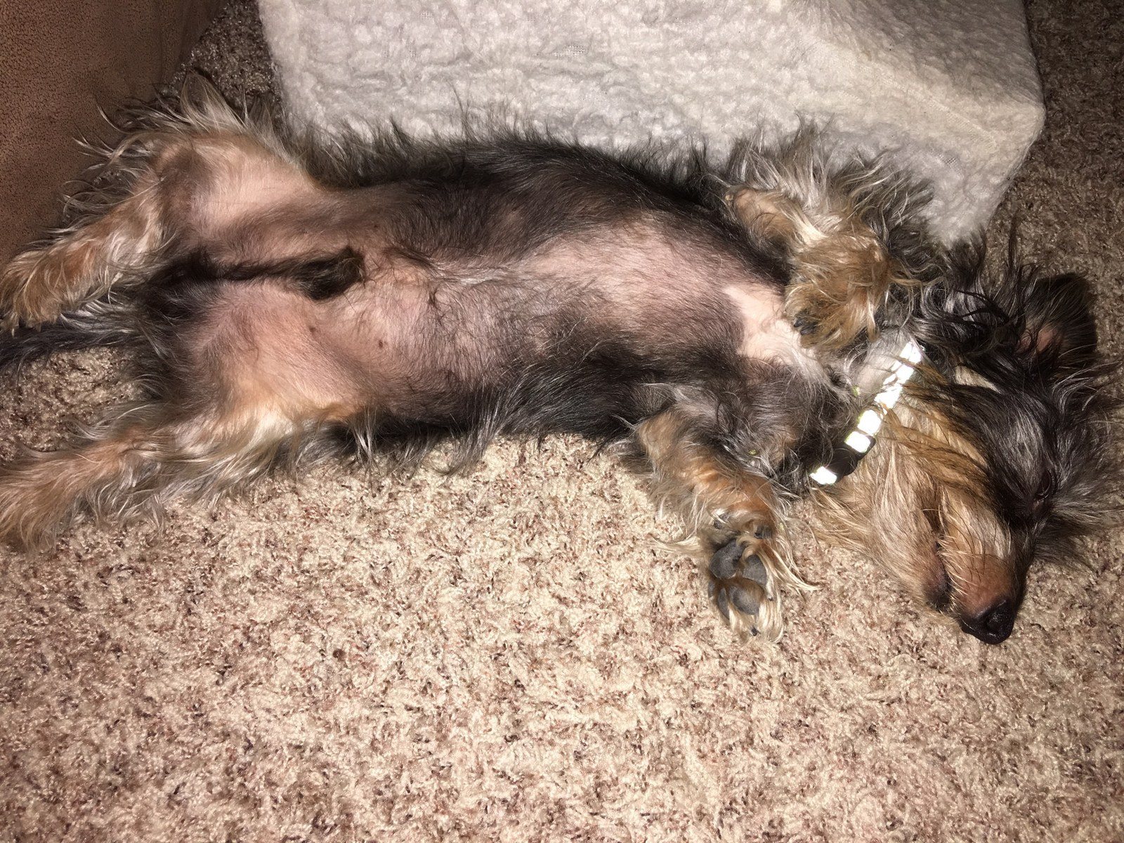 Best Rescue Dog