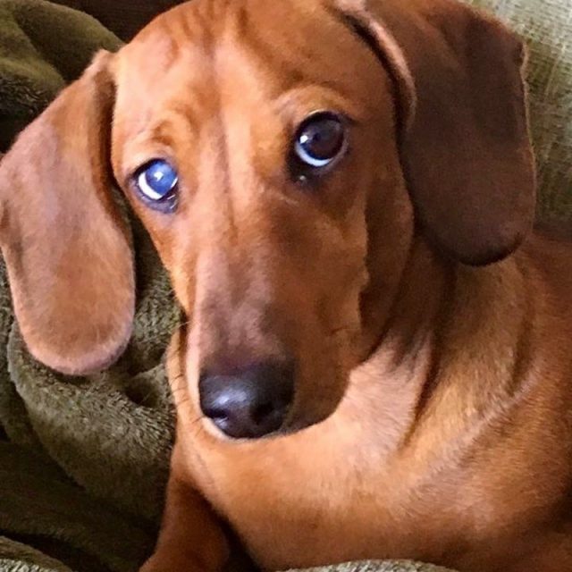 Hoagies Please Face
