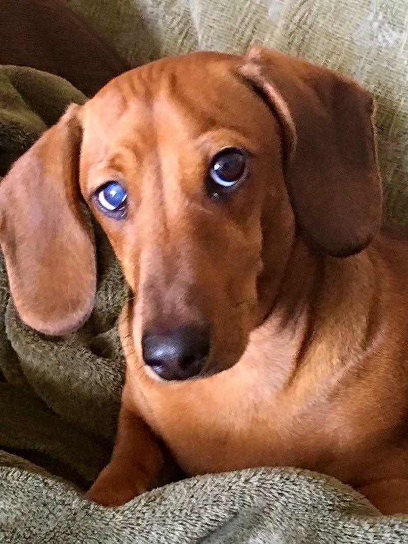 Hoagies Please Face
