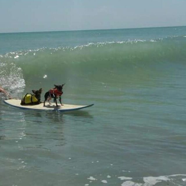 Surf's Up Dogs