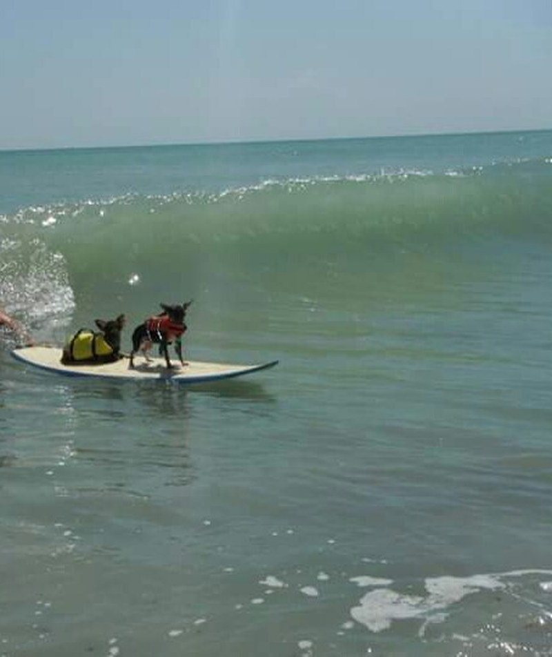 Surf's Up Dogs