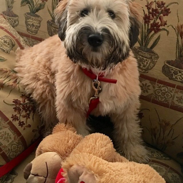 Koko The Teddy Bear