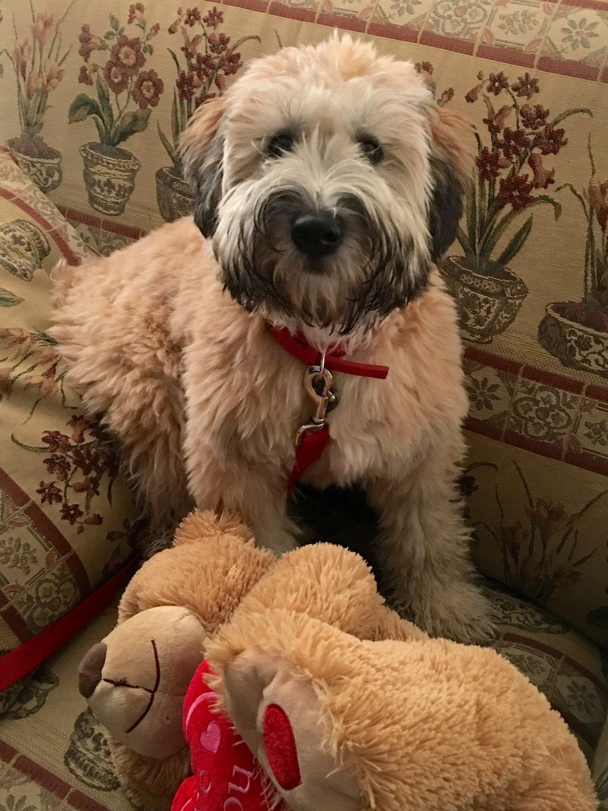 Koko The Teddy Bear