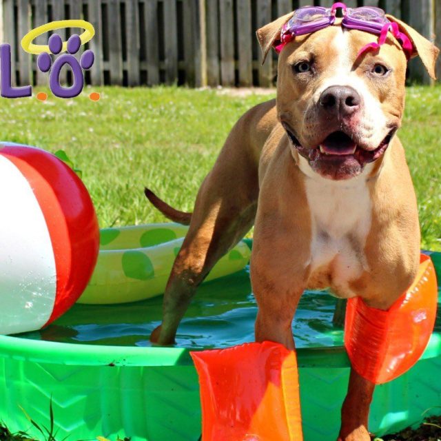 Summer Fun At HALO Rescue