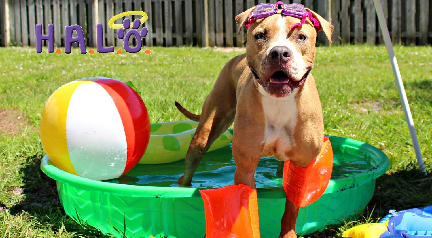 Summer Fun At HALO Rescue