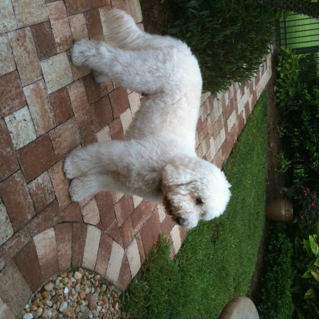 Marlow