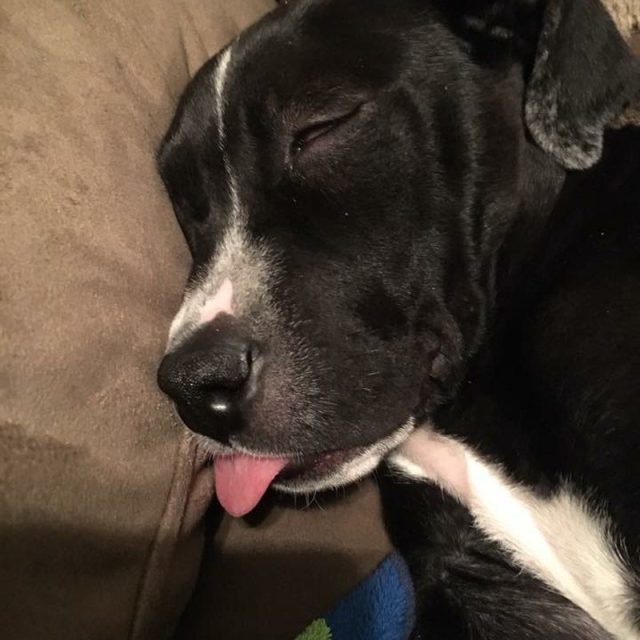 Too Tired To Keep My Tongue In