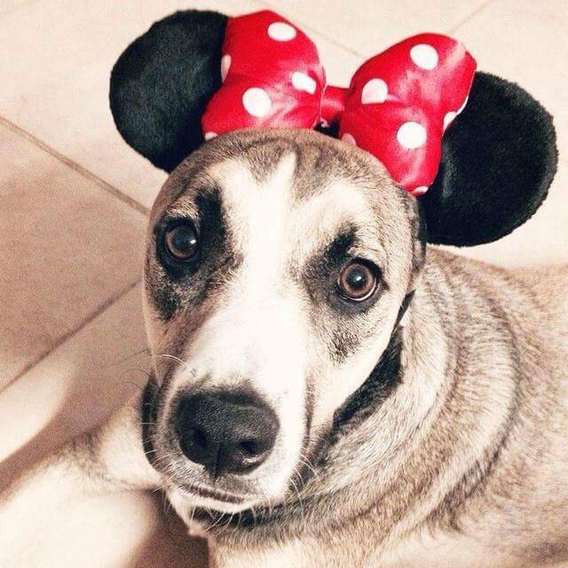 Minnie Mouse's Twin Sister