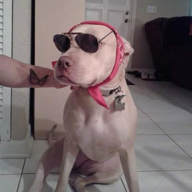 Lila