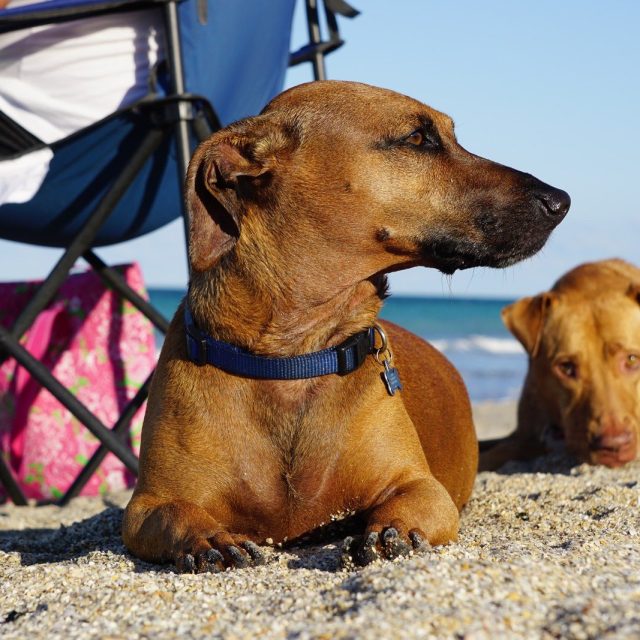 Beach Babes