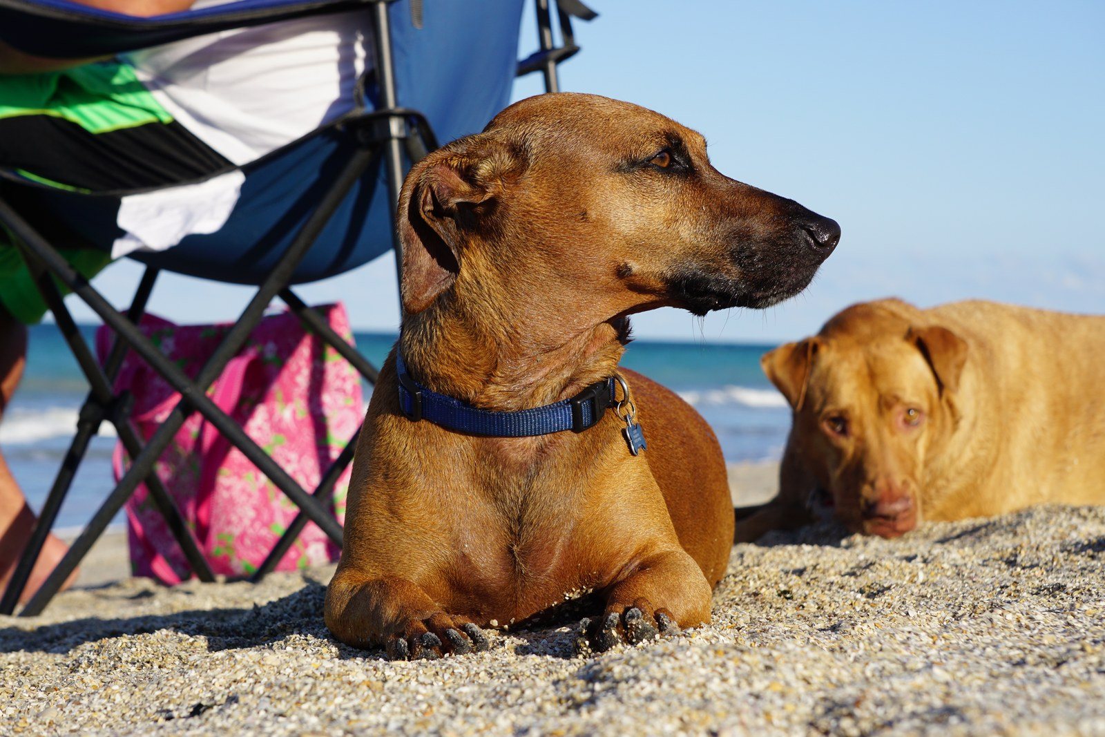 Beach Babes