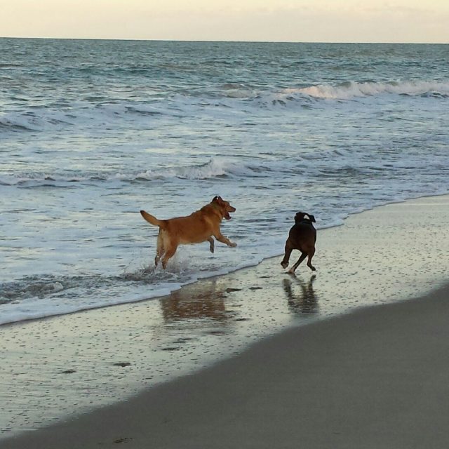 Joy, Real Joy