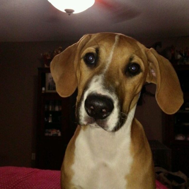 Is That Food I Hear?